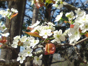 pear tree flowers best