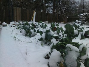 snow on broccoli 1